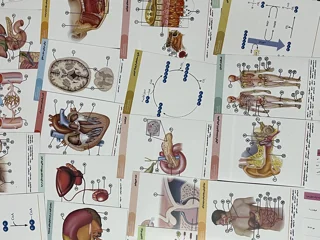 پک فلش‌کارت آناتومی پایه - ویژه کنکور ۱۴۰۶