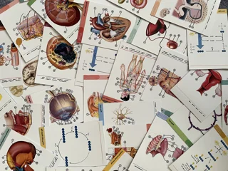 پک فلش‌کارت آناتومی دهم - ویژه کنکور ۱۴۰۵