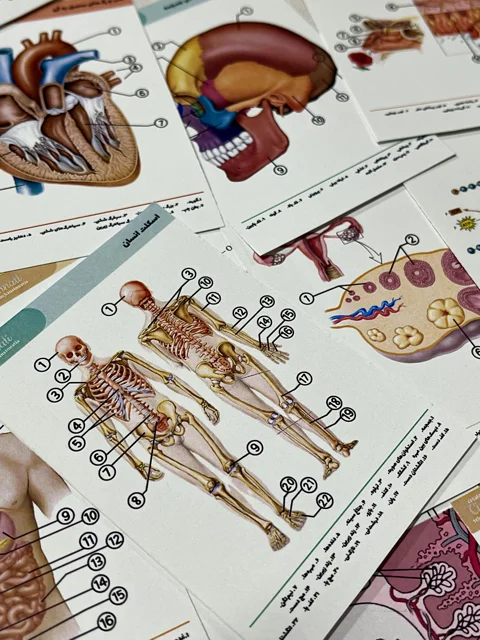 پک فلش‌کارت آناتومی