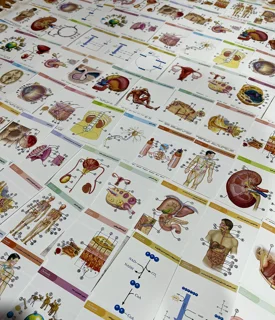 پک فلش‌کارت آناتومی دوازدهم - ویژه کنکور ۱۴۰۵