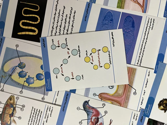 پک فلش‌کارت‌ جانوری